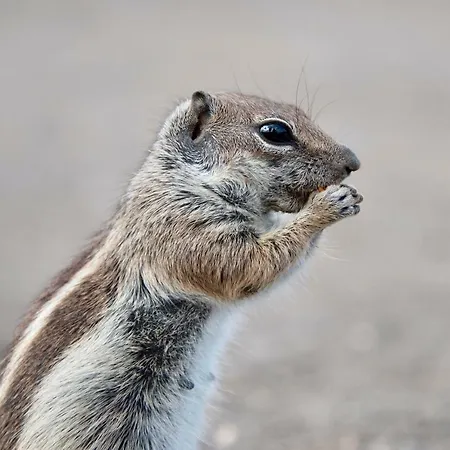 Vila Felix Met Private Pool! *